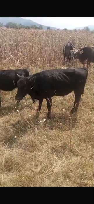 Продаются быки 10 голов