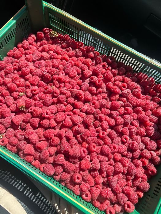 Продажа свежей малины
