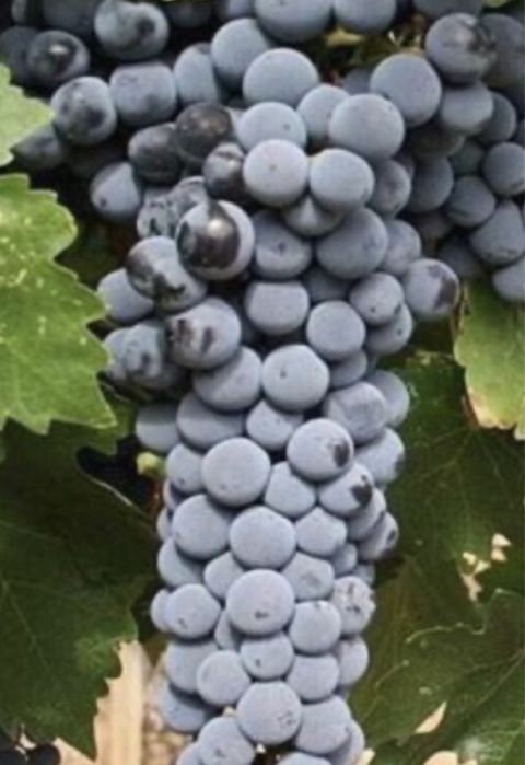 Грозде за Вино и Ракия