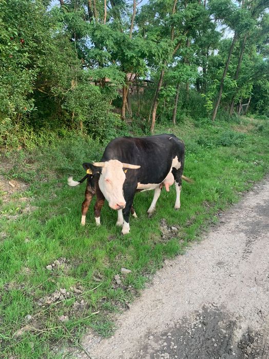 Vând vaca cu vițel sau fără și junincă de un an