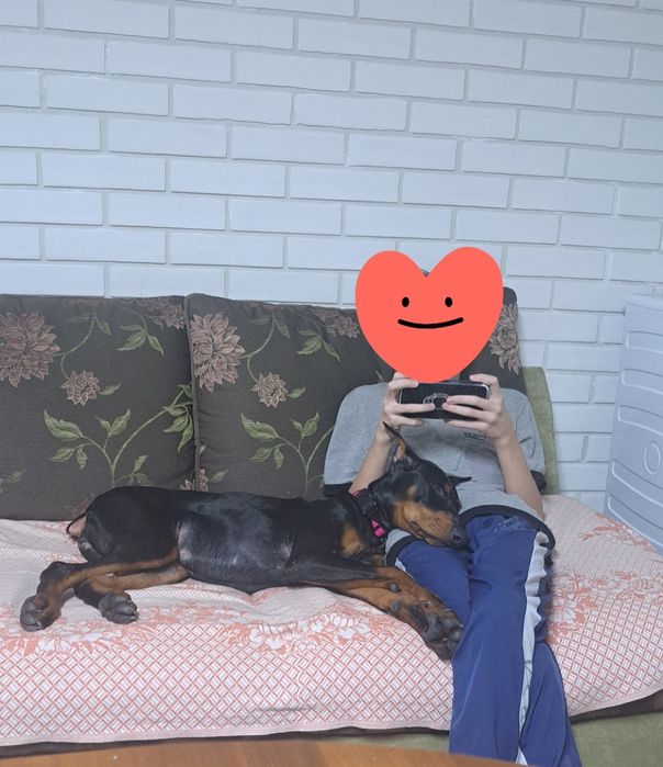 Продам добермана