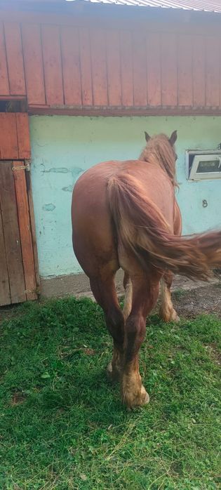 Vând cal de 6 ani mai multe detalii la telefon