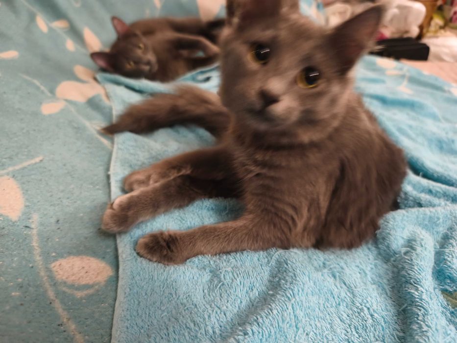 Продавам британски късокосмести долгокосмести котенца