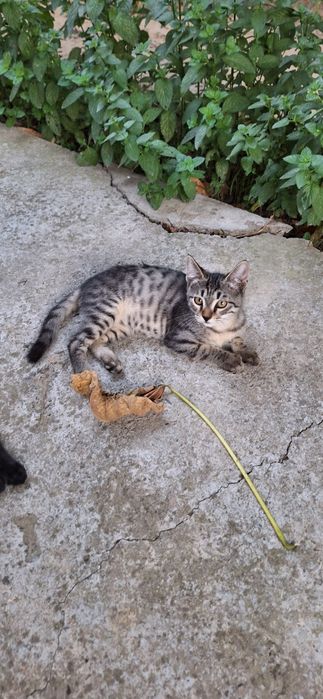 Отдадим котёнка в добрые руки. Мальчик 3 мес.