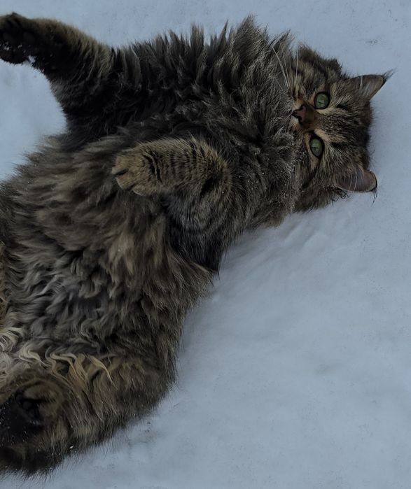 Пристройство кошечки