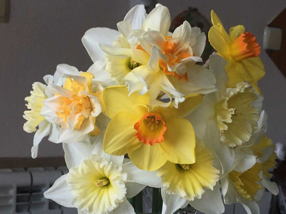 Луковици и грудки на цветя