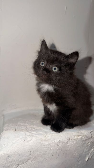 Котенок, девочка, в добрые руки