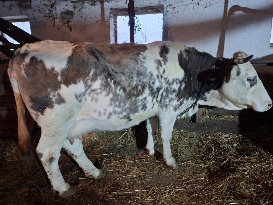 Vand vaci si juninci