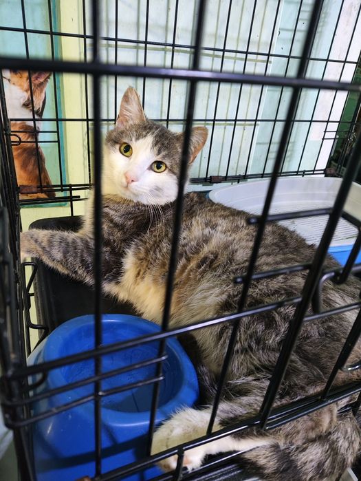 Молодой котик срочно ищет дом !