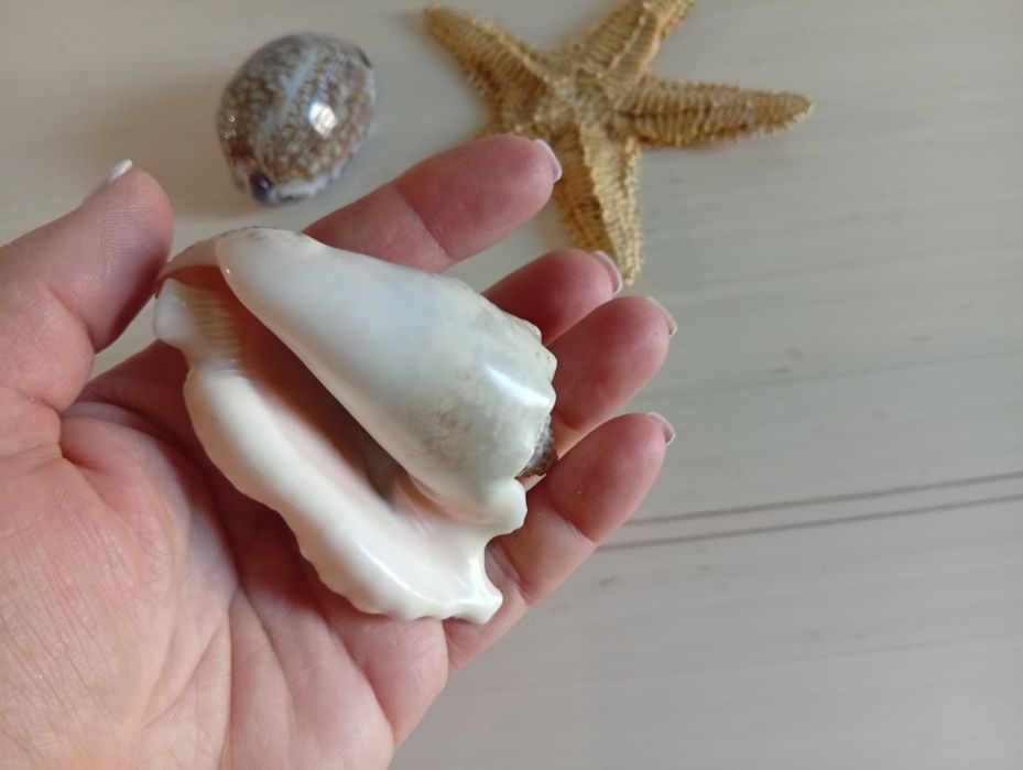 Морская звезда, ракушки