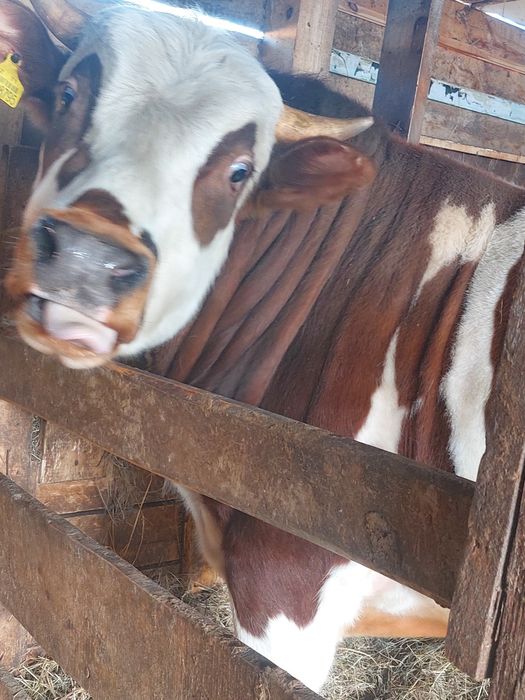 Продам быка 2 года