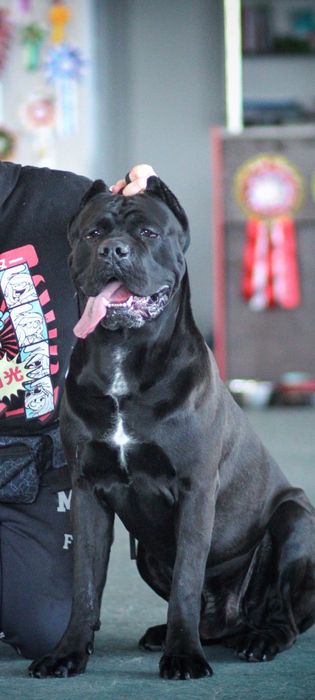 Кобель Кане Корсо вязка