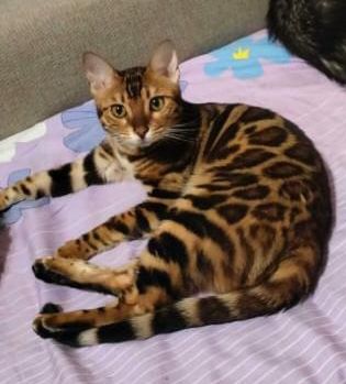 Продам Бенгальскую кошку