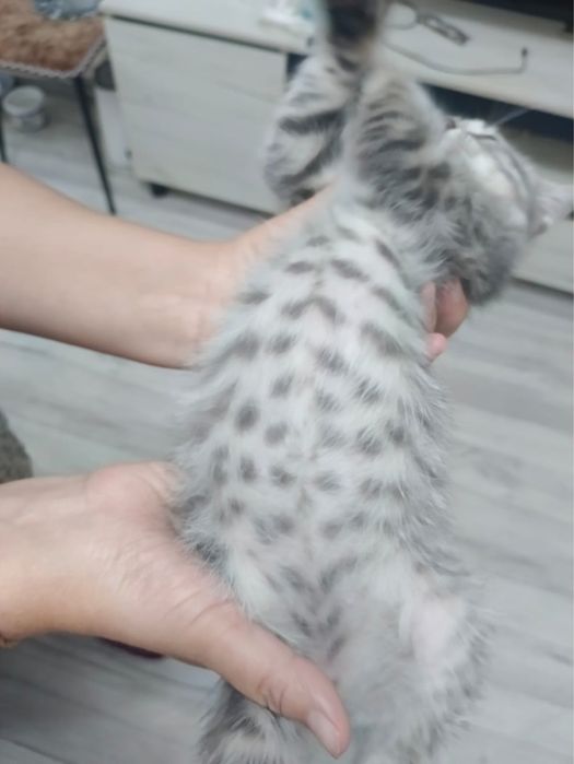 Отдам срочно котика