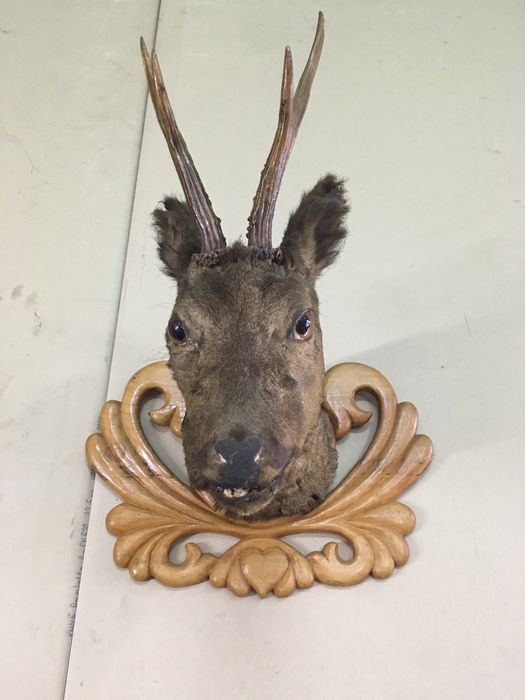 Трофей глава от Сърна