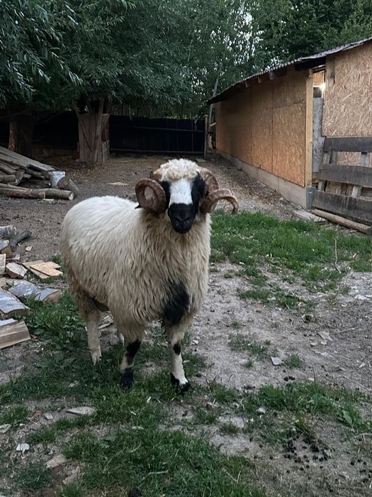 Berbec de anul trecut