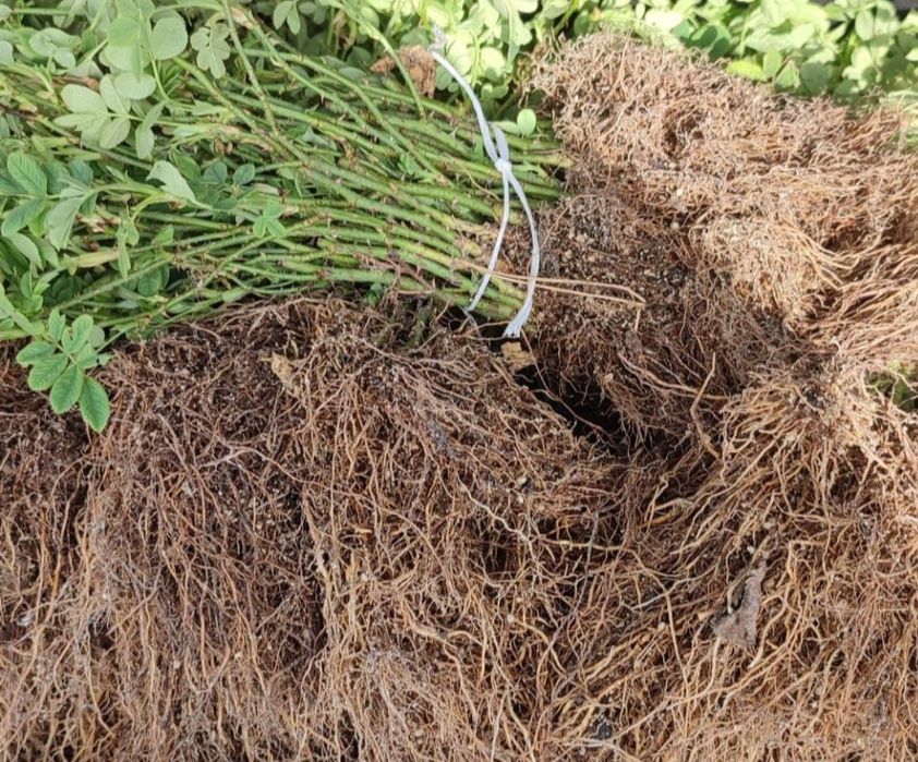 Butasi altoiti de trandafir