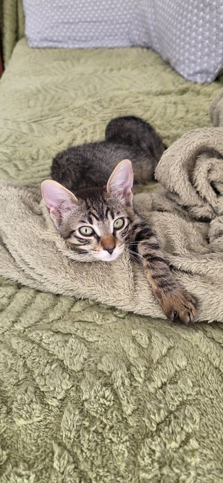 Adoptie Motanel 3 luni, cantaret, vaccinat FIV FeLV negativ