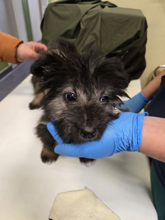 Малко мъжко кученце търси дом