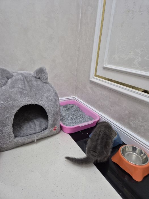 Mushuk sotiladi hamma narsasi bilan 150$