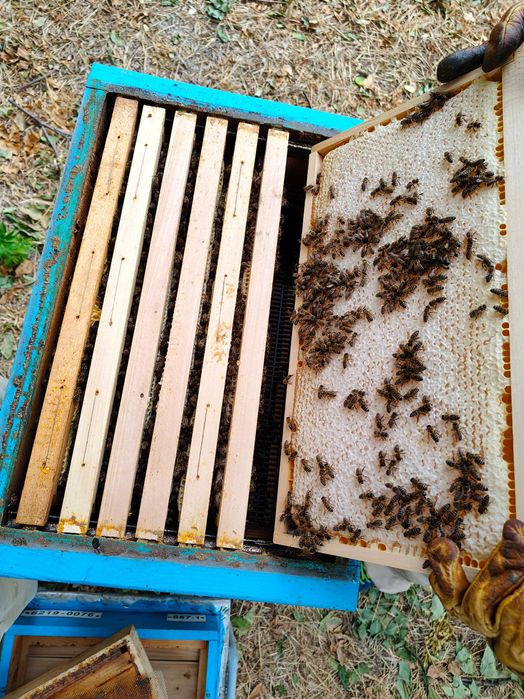 Пчелна рамка с мед / ПРОМО цена за цялото количество