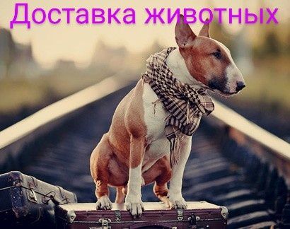 Доставка и перевозка животных