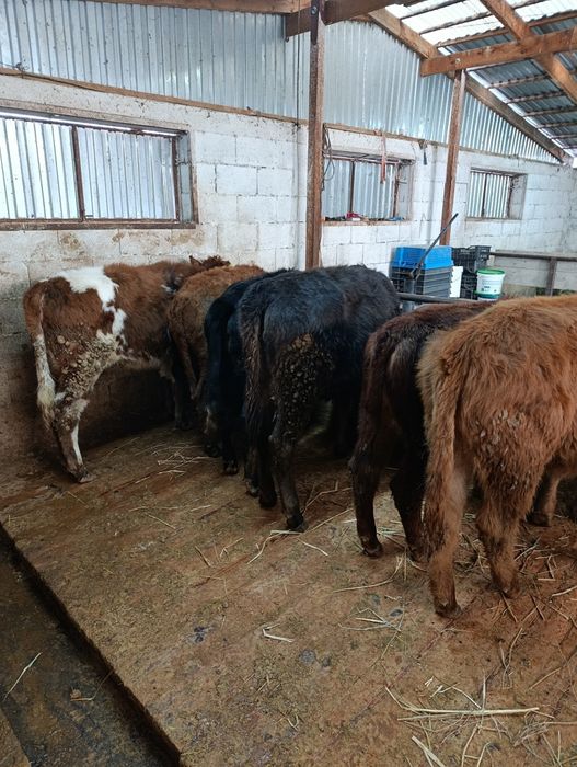 Продаются тёлки .