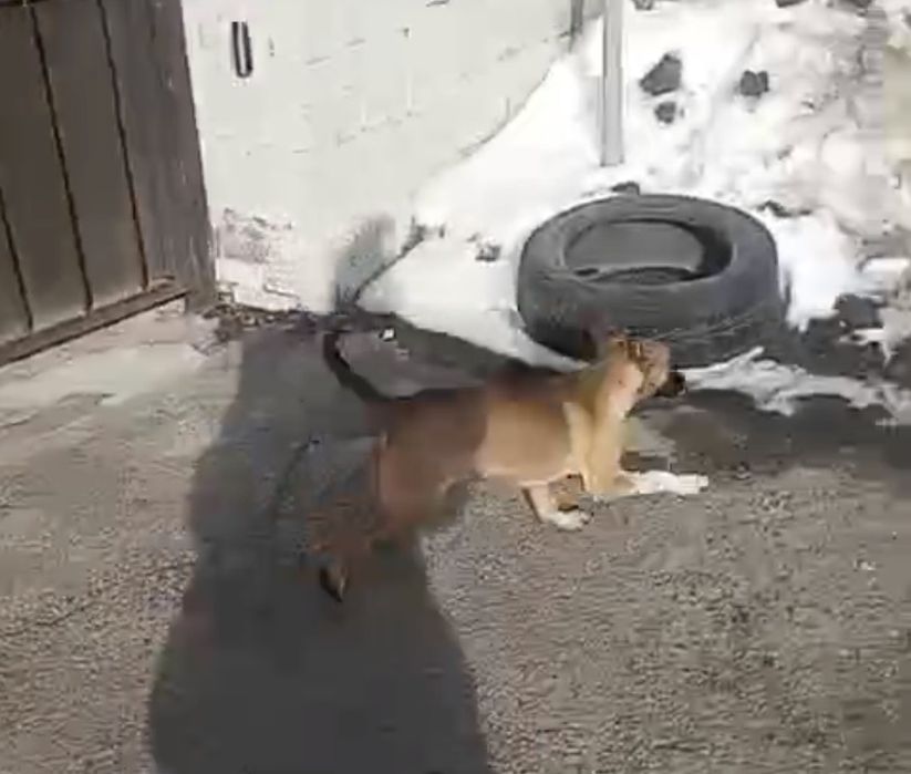 Отдам Хорошего щенка!