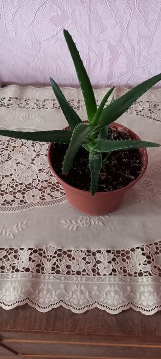 Продам комнатный цветок.