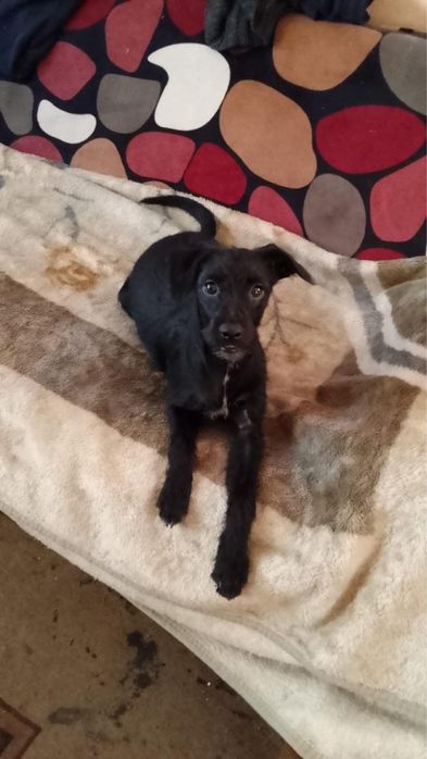 Одадим в хорошие руки красивую девачку