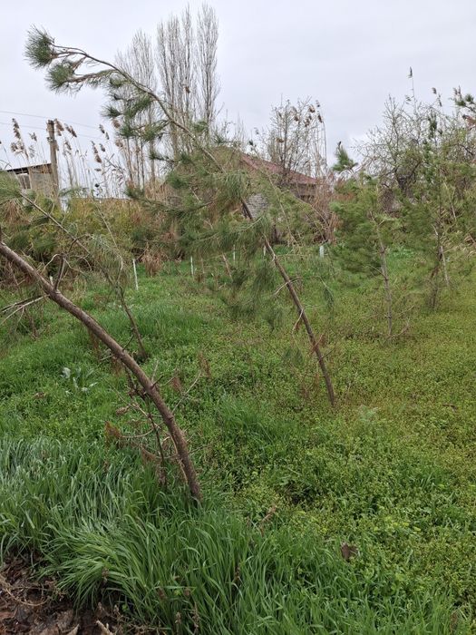 Tayyor dacha sotiladi