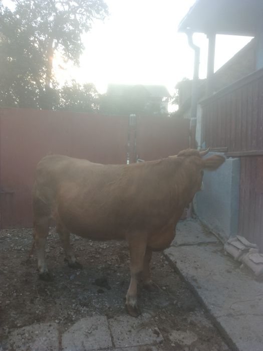 Vând junincă de 2 ani