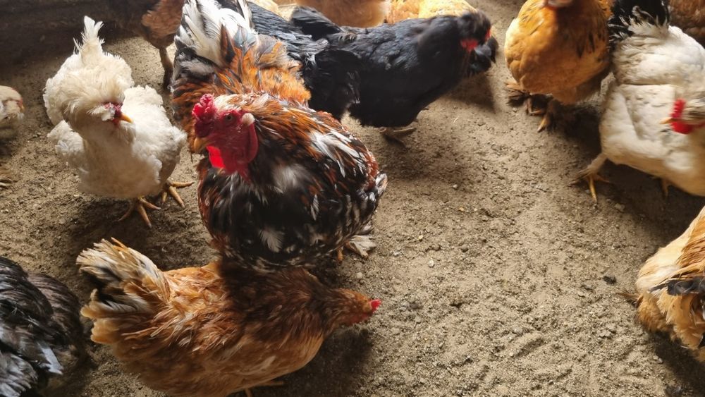 Oua  de incubat de la aceste găini