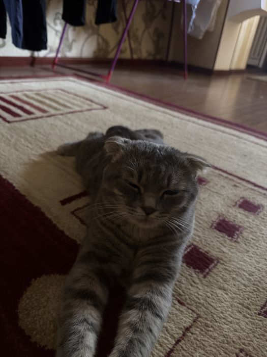 Кот для вязки молодой и энергичный