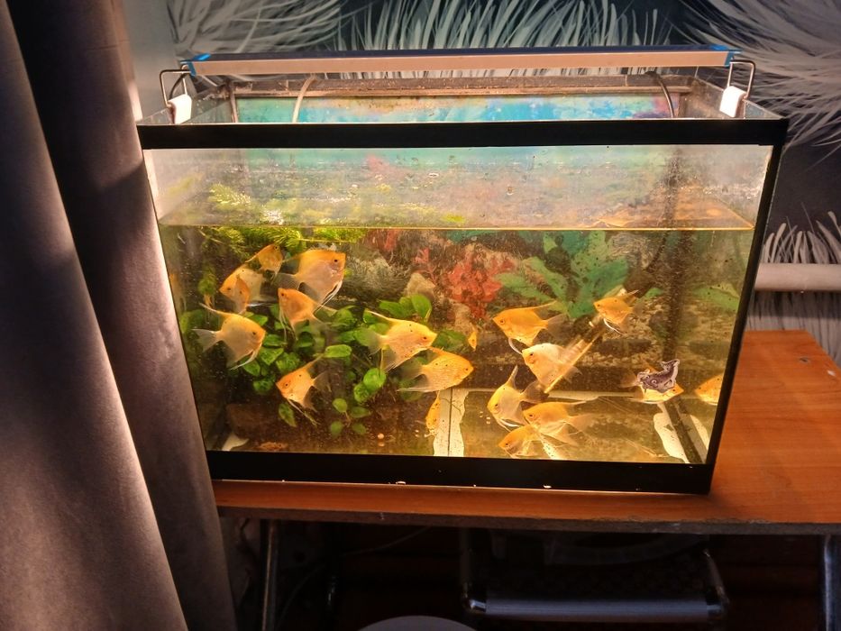Продам аквариум со всем содержимом