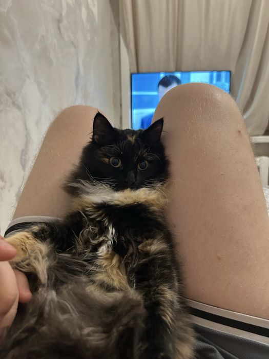 Отдам даром кошку девочка