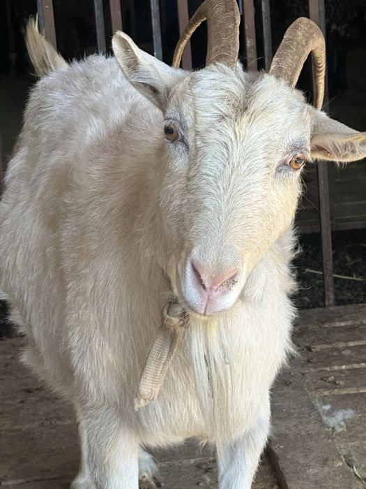 Ешкі сүті Қайтпас2 Козье малако