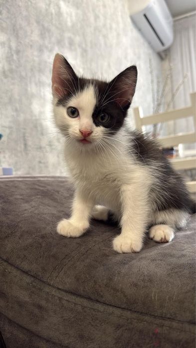 Отдам котят в добрые руки мальчики