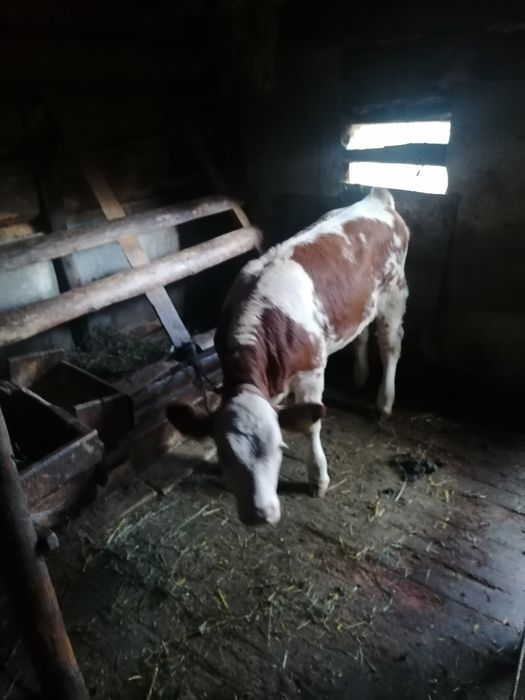 Vitea de vânzare de 3 luni