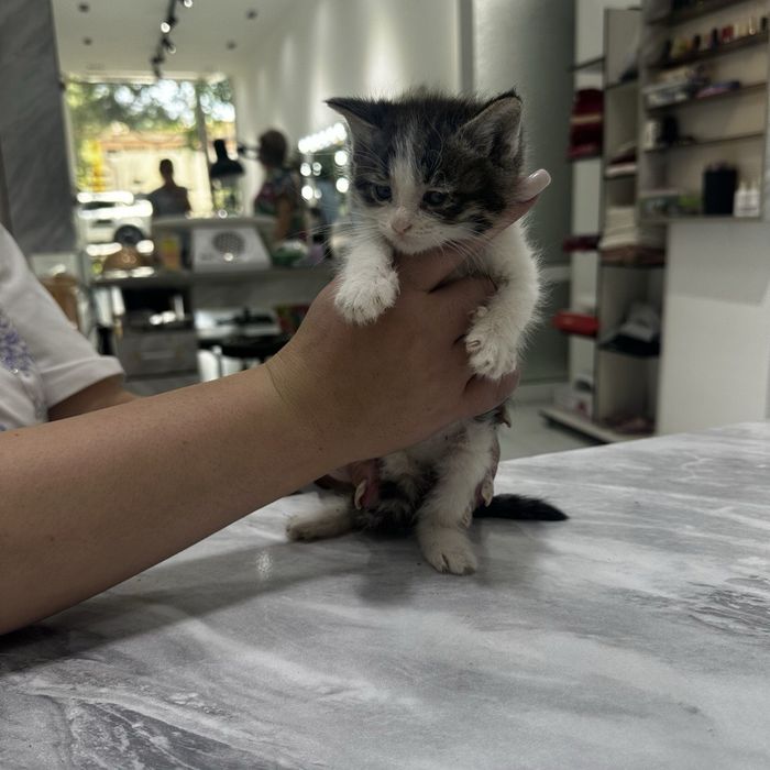 КОТЯТА  в добрые и ответственные руки