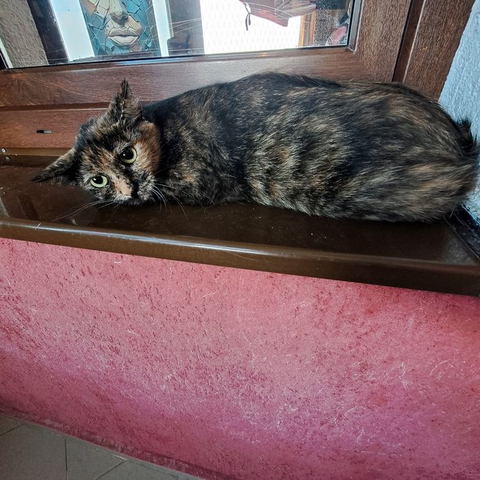 Adoptie pisica tortoishell Hera