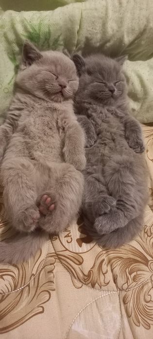 Британские котята