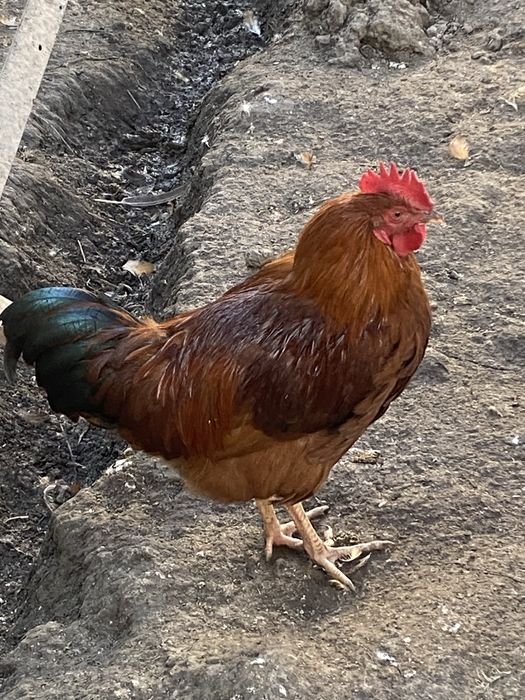 Xan Xyap zotli tovuq xo’rozlar