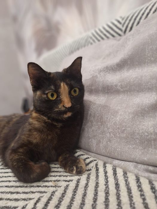 Отдам шикарную кошечку