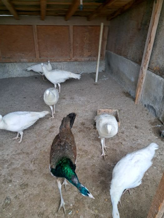 Pauni 2025 de vanzare