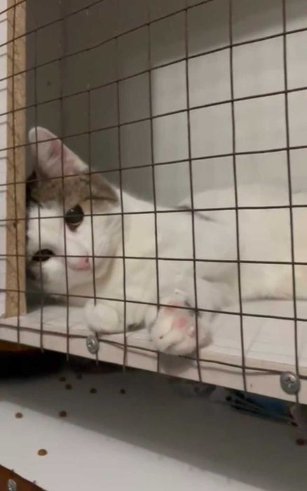 Умный котик ищет дом