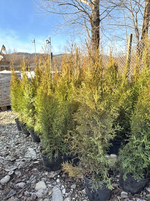 Tuia Smaragd la ghiveci