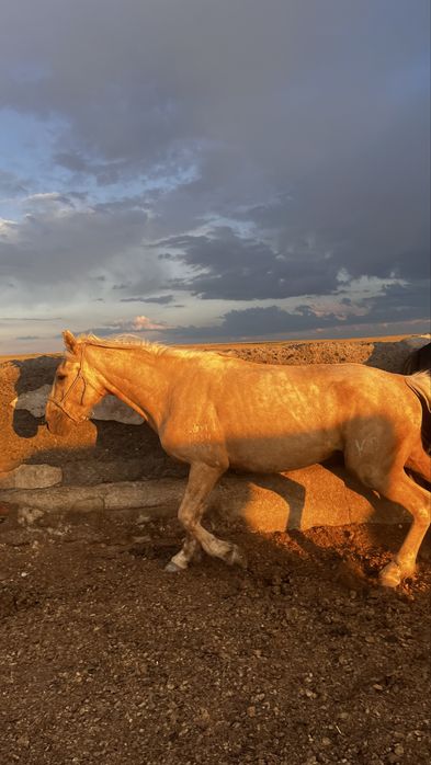 Қазақы мініс білетін ат