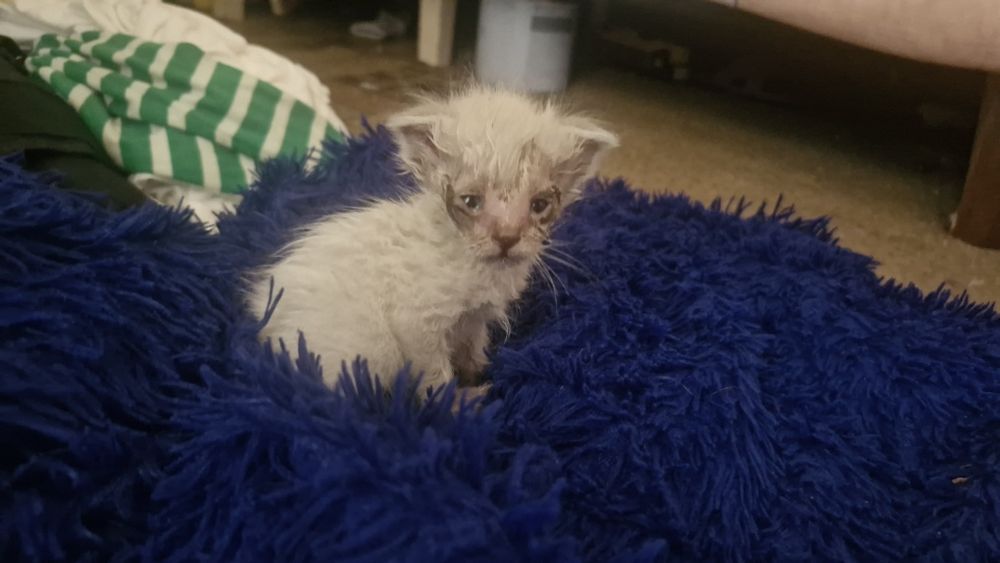 Котенок в добрые руки
