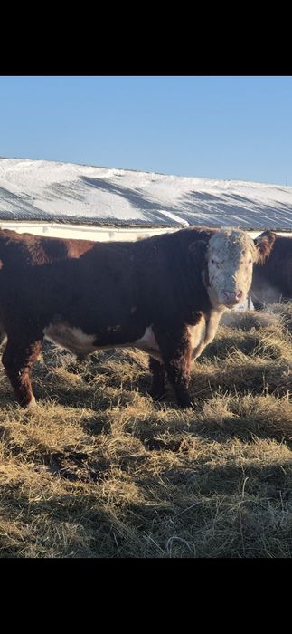 Ак бас букалар бычки сатылады.